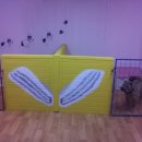 애견1번지 이미지