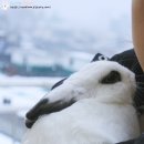 토끼