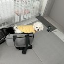 다솜켄넬 이미지