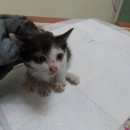 신월동184 이미지