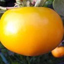 골라먹는재미 이미지