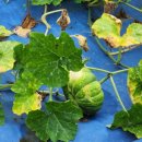 행복한 은혜농장 이미지