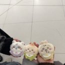 버블냥 이미지
