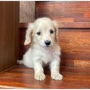 강아지와고양이 이미지