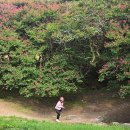 후기 3-3: 2025.08.17 배롱나무꽃 피고지는 문화유적지 남도여행▶3일차-운림산방,도래마을,명옥헌,익산 왕궁리유적 이미지