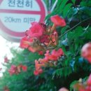 코닥17분칼라