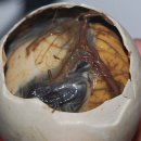 Balut - One of the Philippine Exotic Food 이미지