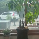 오리대감