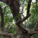 강정동-4 이미지