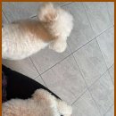 베베호텔 유치원 & 애견스파 이미지