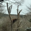 [시즈오카/이즈반도] 후지 사파리 파크 방문 후기 :: 직접 운전하는 차로 사파리 구경하기