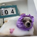 누구보다 소중하개 이미지