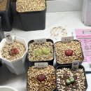 선산대로-16 이미지