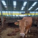 쌍둥이축산2 이미지