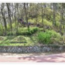 보성야생화 이미지