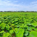 회산백련지 관광안내소 이미지