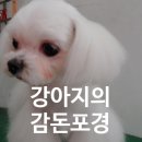 강내동물병원 이미지