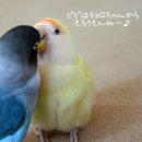 잉꼬농원 이미지