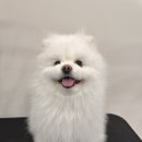 그루미뇽 이미지