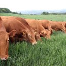 청정도래덕목장 이미지