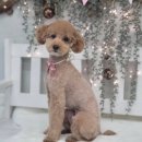 댕댕이 미장원 이미지