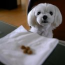 간식줄까? 이미지