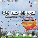 올해도 돌아왔다 부산 대저토마토 축제 일정 대공개 이미지