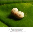 금산-13 Daum카페