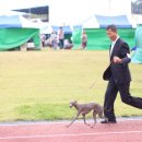 보성이탈리안그레이하운드 이미지