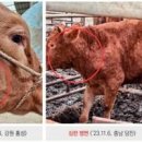 소 감염병 럼피스킨병 사람에게도 전염 될까? 이미지