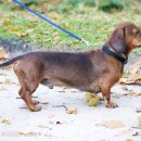 닥스훈트(DACHS HUND) 이미지
