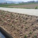 사등마을 이미지