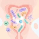 질 유산균 효과, 칸디다 질염 재발 방지에 도움 될까 이미지