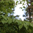 삼태기마을 이미지