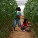 삽다리농원 이미지