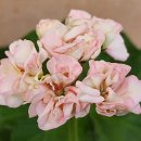 러블리몽 이미지