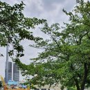 패턴힐링아트 젠탱글 이미지