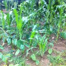 아침못농장 이미지