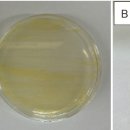 세균성 냉수병 은어에서 분리한 갈색 색소 생산 Flavobacterium psychrophilum 이미지
