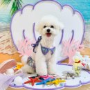 놀러오개 애견 유치원 애견 호텔 이미지