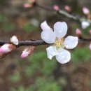 대숲죽녹원민박 이미지