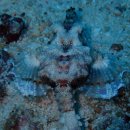 라자암팟 와이사이 다이빙 리조트 후기 (meridian adventure scuba dive center)
