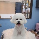 남양주 애견샵 네이버블로그
