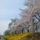 안양교도소 | 🌸 안양 벚꽃 명소 안양천 vs 안양교도소길 비교 후기