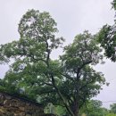 울산 신흥사 석조아미타여래좌상 이미지