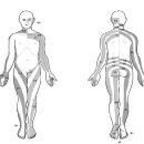 Re:＜경추 5단계＞ 2008년 review논문에 의한 최신 dermatome 이미지