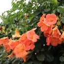 심복주 가옥 이미지