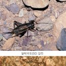 가을 메뚜기 울음소리 이미지