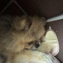 [감자] 반려견 브러쉬 엘아미고 천연 돈모 브러쉬