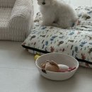 꼬망모르